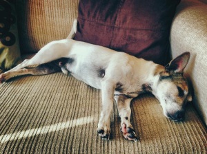 Jack Russell Terrier sleeping